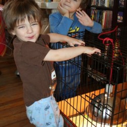 Our First Backyard Chickens