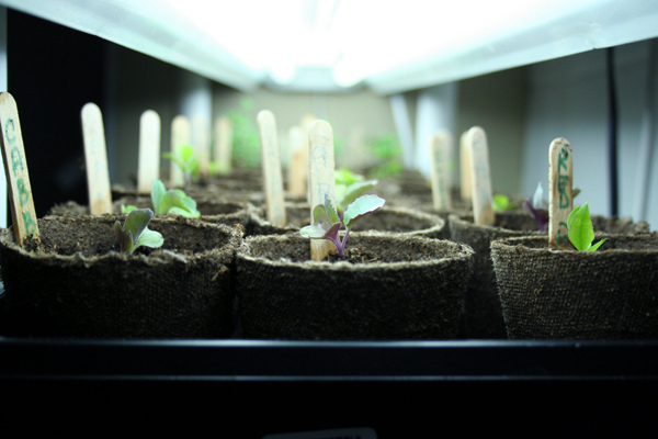 Starting Seeds Indoors | myhumblekitchen.com
