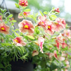 Dying to Live - Surrendering to God