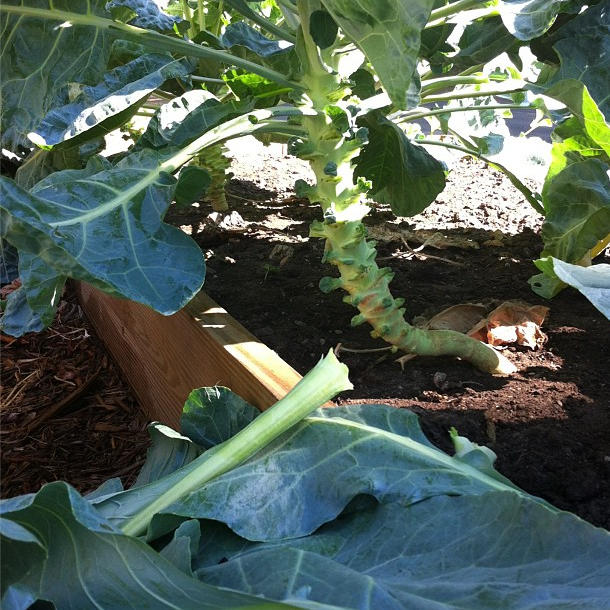 The Harvest Season Has Begun | myhumblekitchen.com