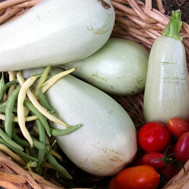 The Harvest Season Has Begun | myhumblekitchen.com