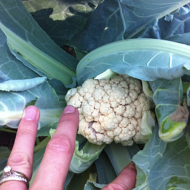 The Harvest Season Has Begun | myhumblekitchen.com