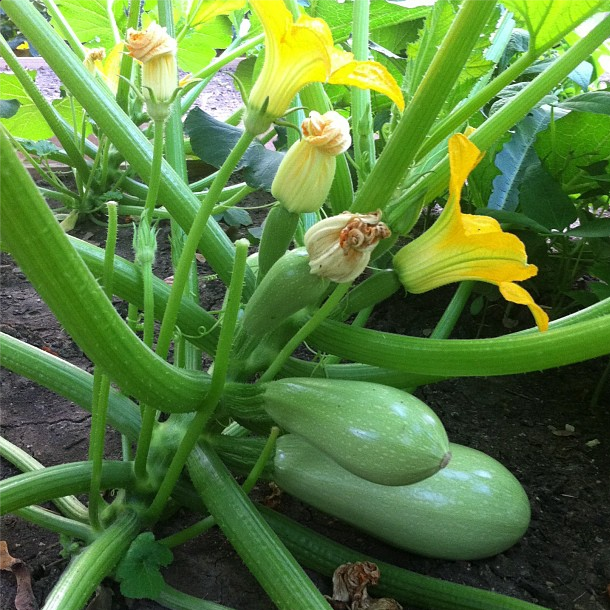 The Harvest Season Has Begun | myhumblekitchen.com
