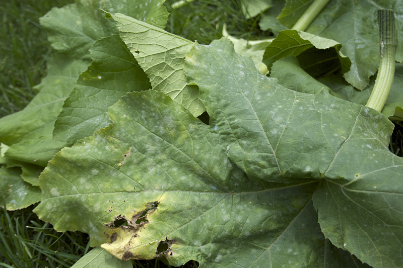 How to Control Powdery Mildew with These 3 Simple Steps My Humble Kitchen